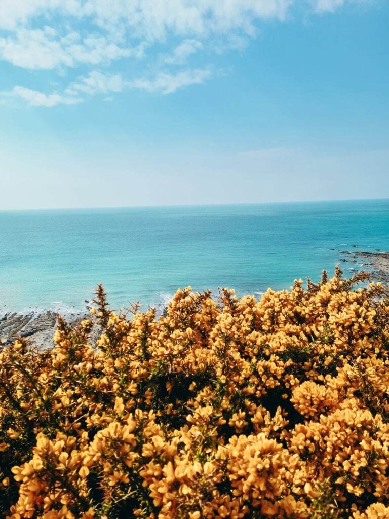 blue sea and blue sky with yellow gorse on the foreground in devon
