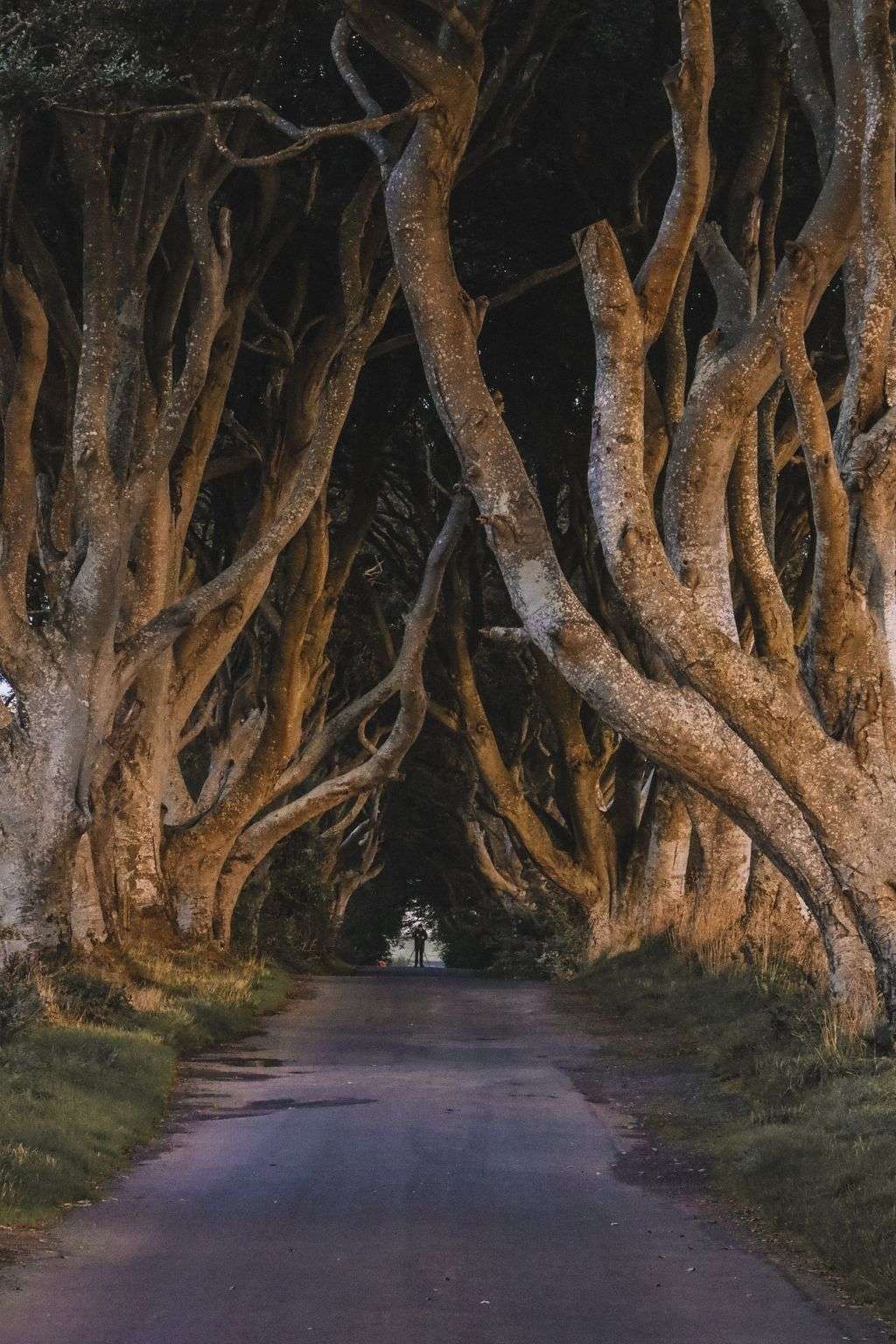 Dark Hedges Ni